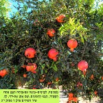 Shana tova et métouka! שנה טובה תשע"א